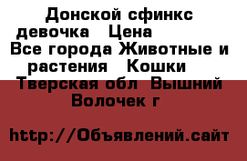 Донской сфинкс девочка › Цена ­ 15 000 - Все города Животные и растения » Кошки   . Тверская обл.,Вышний Волочек г.